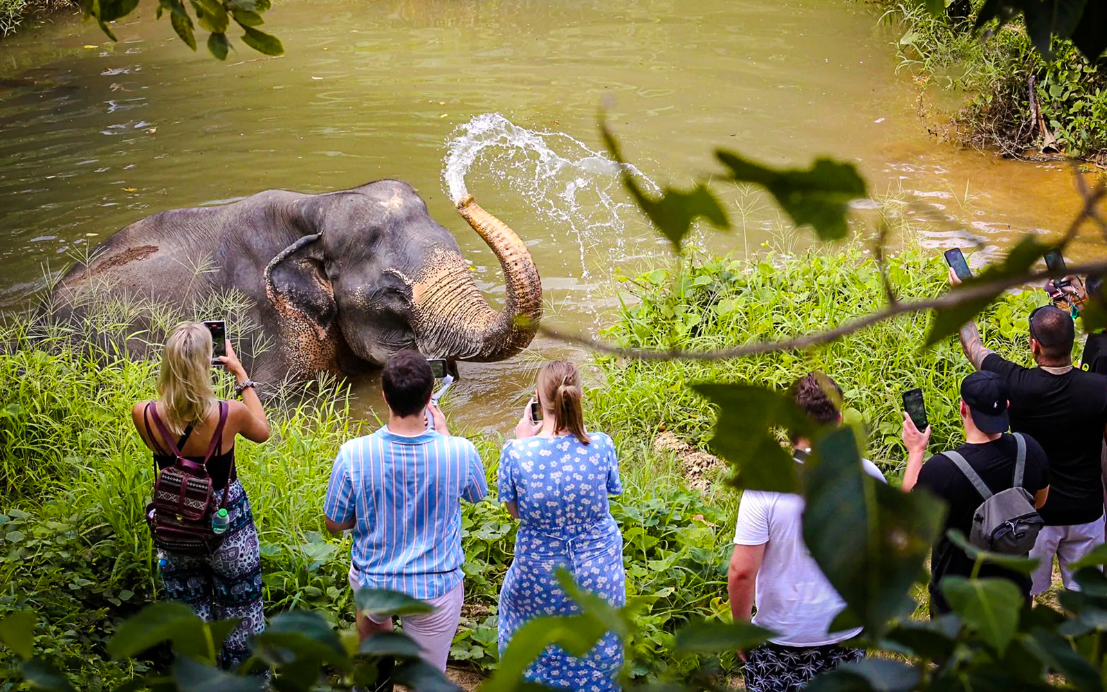 Visitors observing an elephant bathing at Phuket Elephant Sanctuary, Thailand.