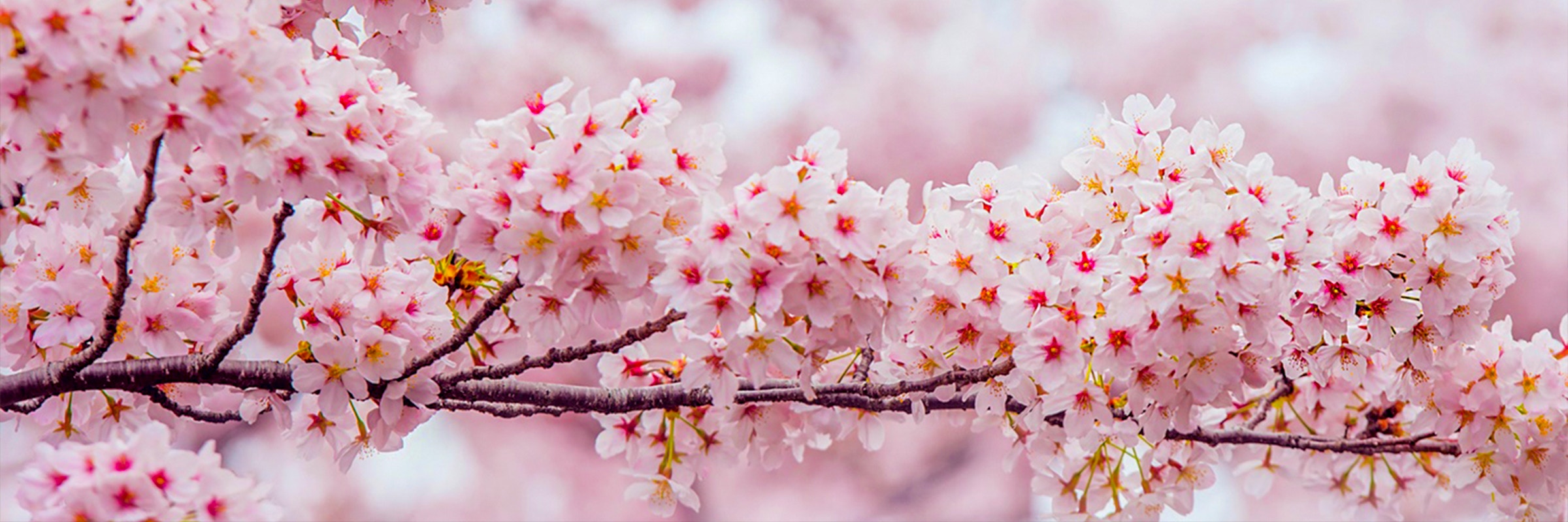 Cherry blossom in Japan