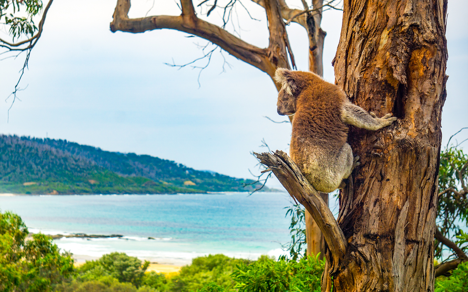 Koala perched in eucalyptus tree along Great Ocean Road, Australia.