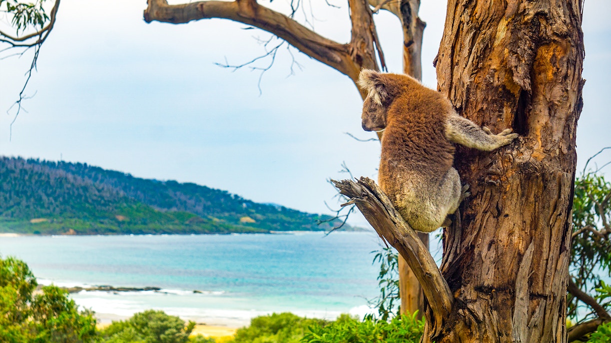 Koala perched in eucalyptus tree along Great Ocean Road, Australia.