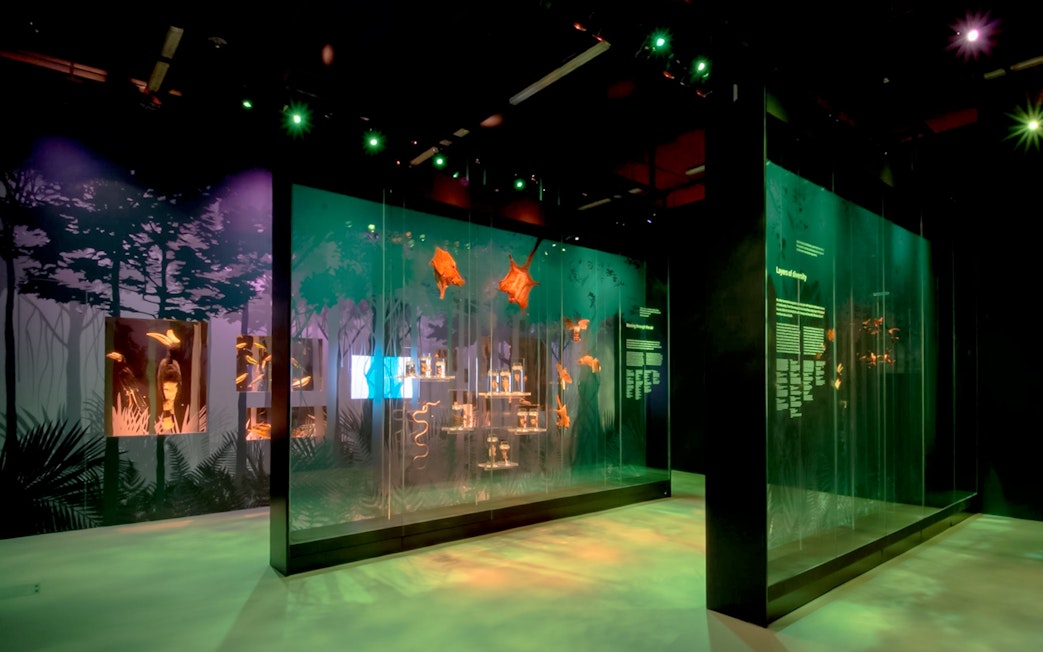 Dimly lit exhibit of plant and animal specimens with green lighting at Singapore's natural history museum.