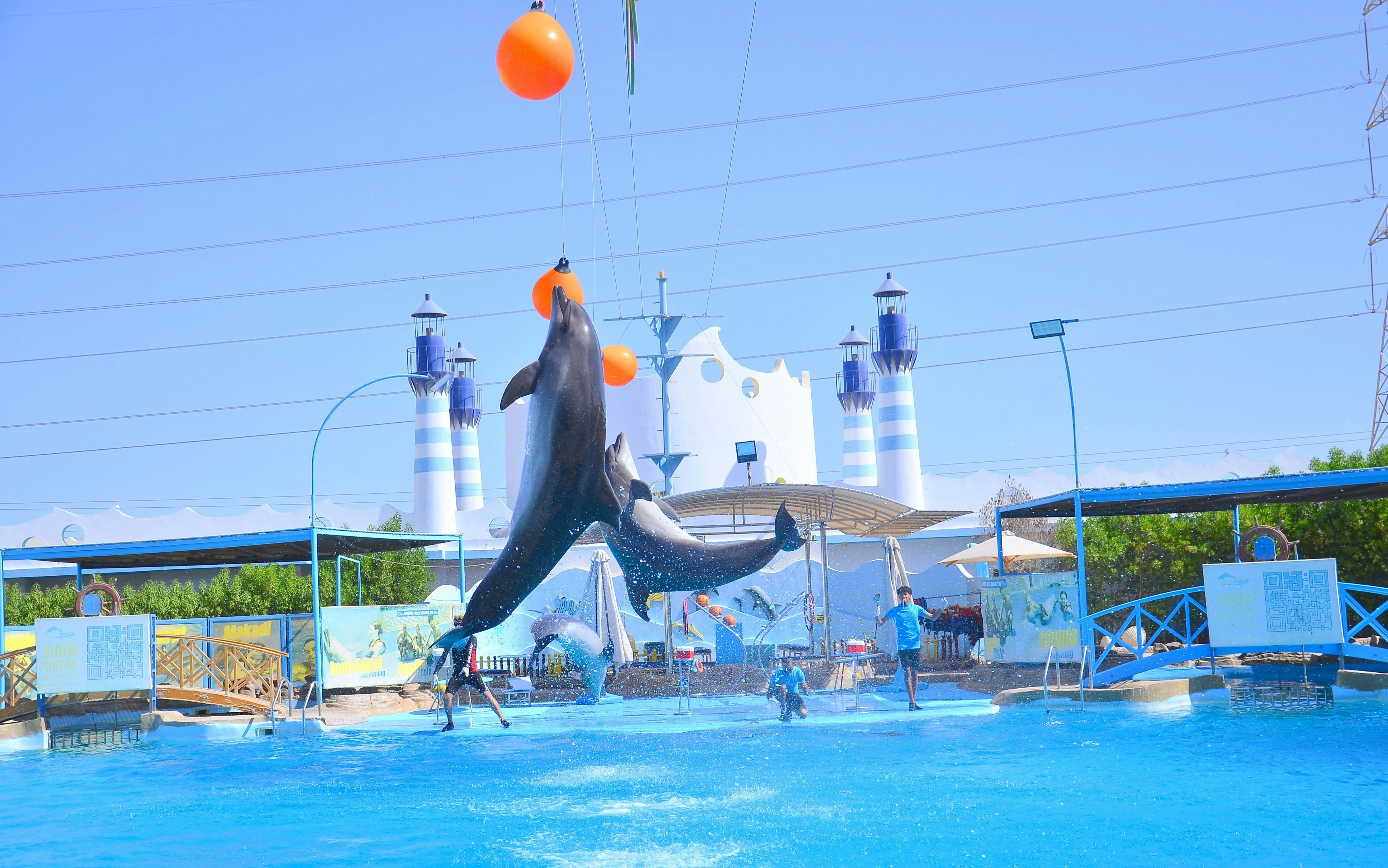 Dolphins leaping to touch orange balls at Dolphin World Egypt, Hurghada.