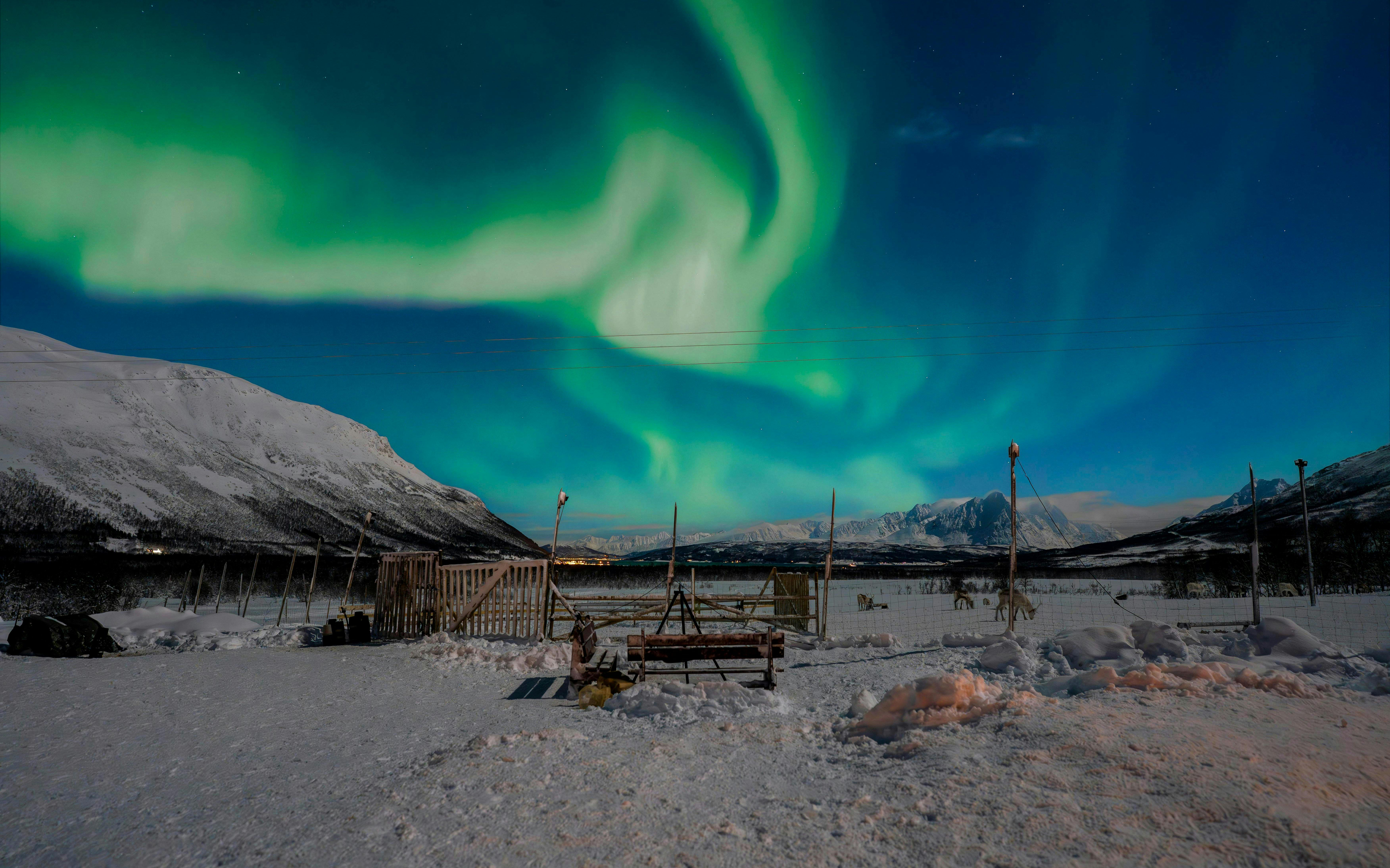 Reindeer grazing under Northern Lights in Tromso, Norway.