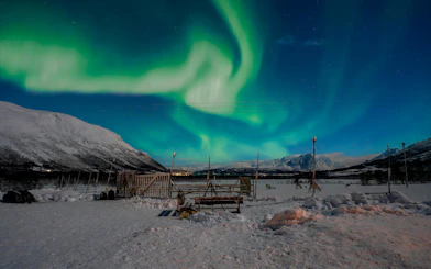 Reindeer grazing under Northern Lights in Tromso, Norway.