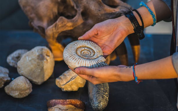 Hands holding a fossil shell during Mleiha Fossil Hunt Expedition.