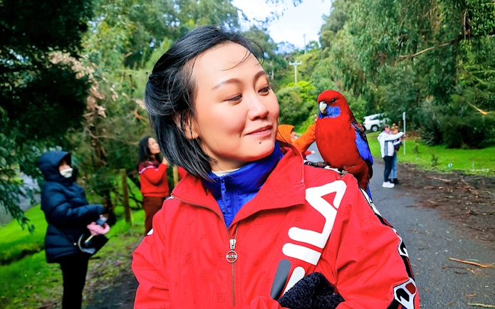 Tourist with parrot on shoulder at Kennet River, Great Ocean Road Guided Tour.