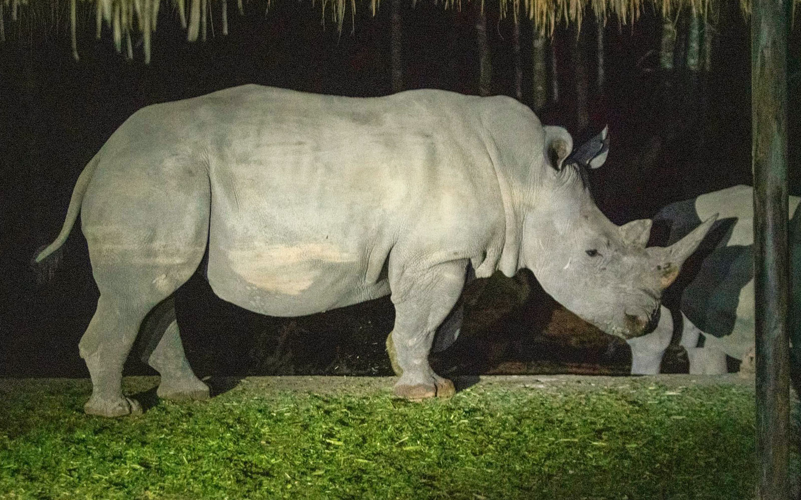Rhino standing on grass at Vinpearl Night Safari.
