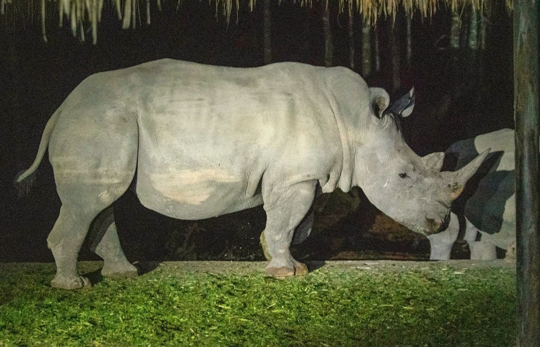 Rhino at Khao Kheow Zoo during night safari
