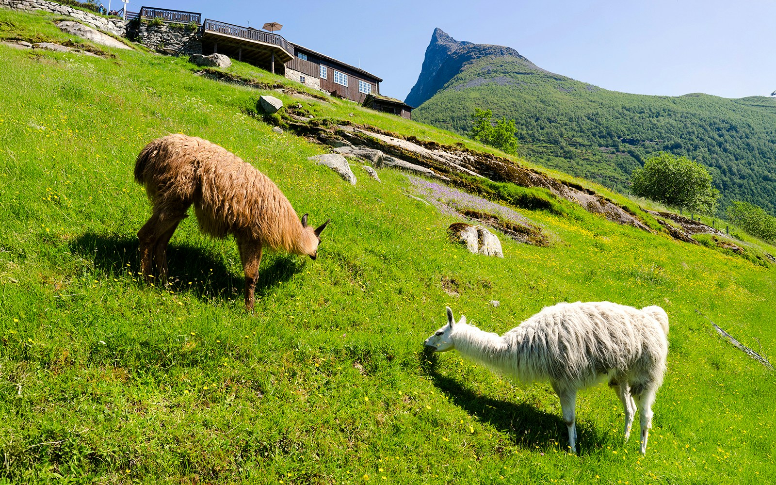 Llamas grazing on a hillside farm in Geiranger, Norway.