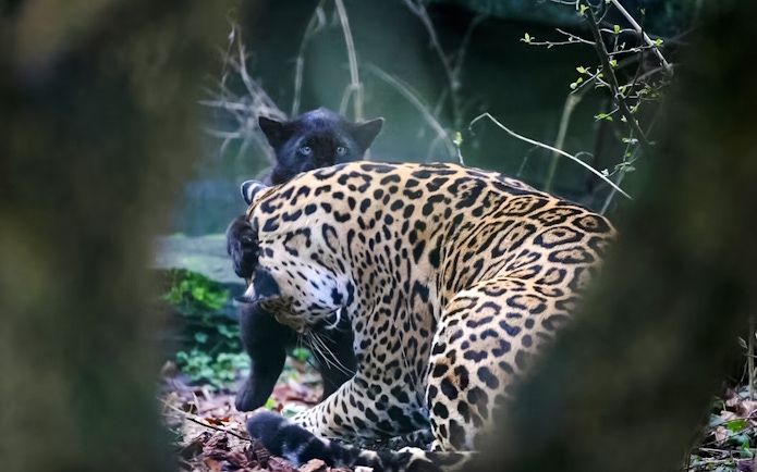 Spotted jaguar mother with her melanistic cub in a forest setting.