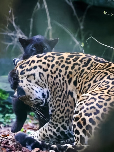 Spotted jaguar mother with her melanistic cub in a forest setting.