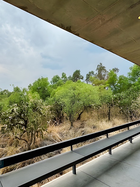 Anahuacalli Museum terrace overlooking lush greenery and cacti in Mexico City.