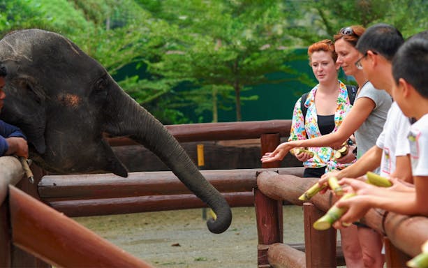 Visitors feeding an elephant at Kuala Gandah Elephant Sanctuary, Pahang.