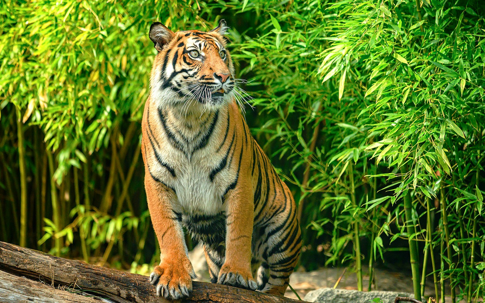 Sumatran tiger standing among bamboo at Wroclaw Zoo.