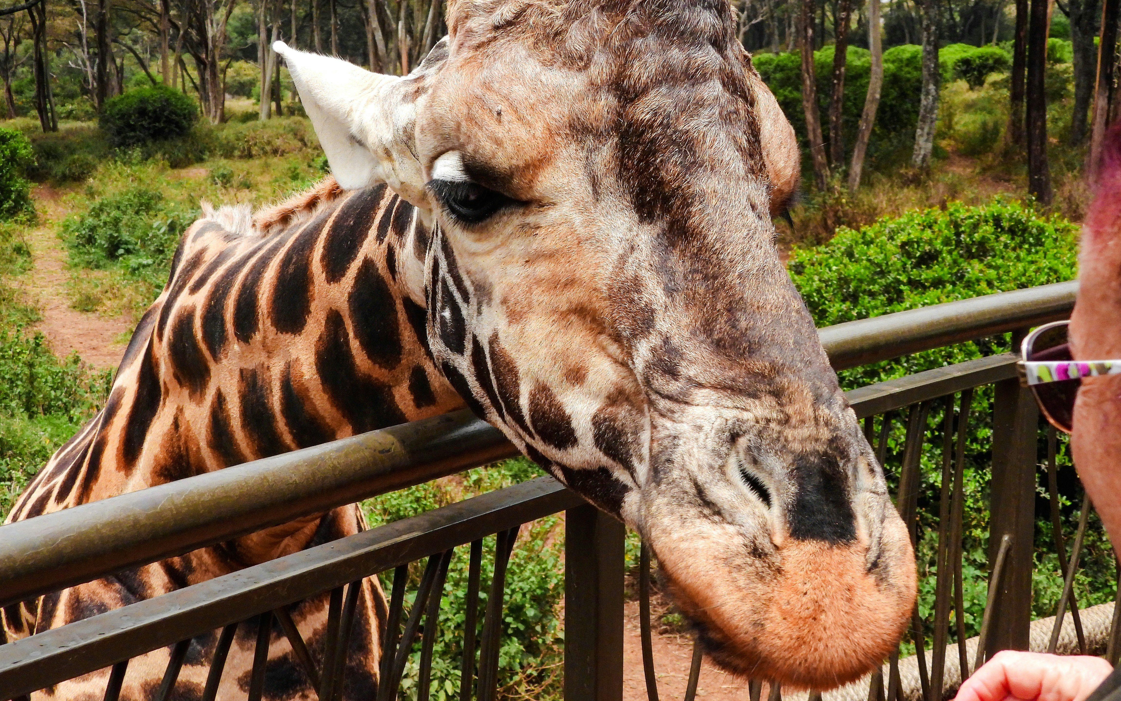 Nubian giraffe close-up at Edinburgh Zoo with visitor interaction.