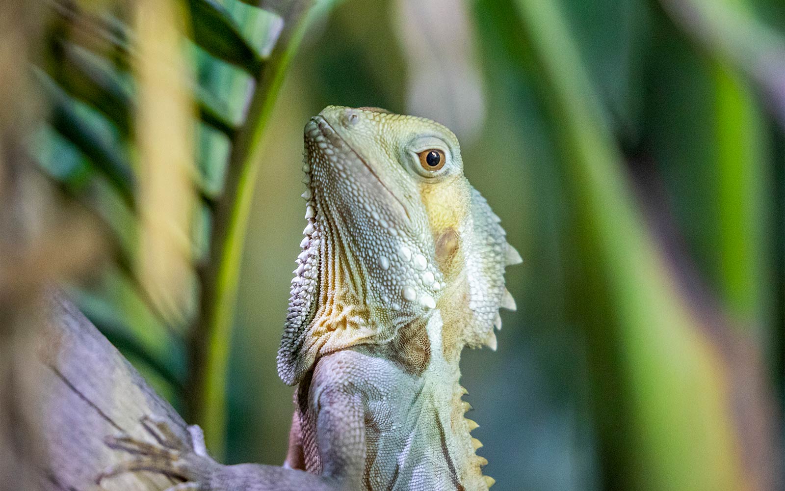 Dragon lizard in natural habitat at Sydney Zoo.