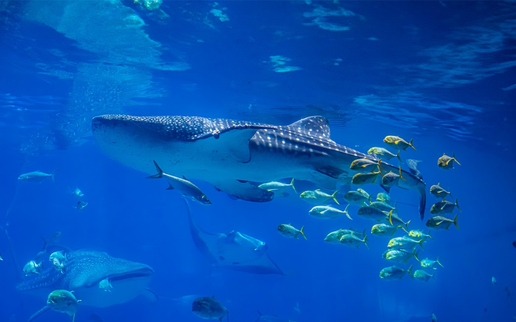 Whale shark swimming with fish at Georgia Aquarium, Atlanta, Georgia.