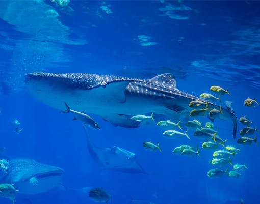 Whale shark swimming with fish at Aquarium