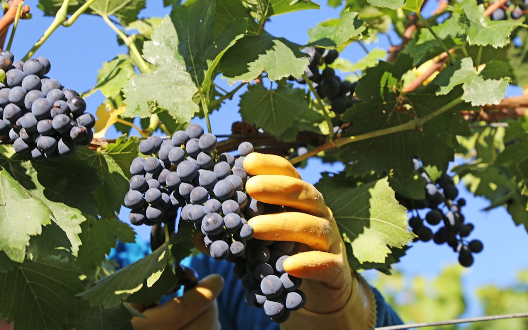 Tourist guide showing grapes at a vineyard in Chile.