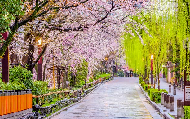 Kyoto street lined with cherry blossoms and willow trees in the Geisha district.