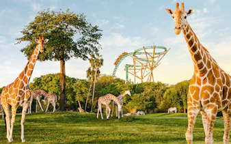 Giraffes grazing near a roller coaster at Busch Gardens, Tampa Bay.
