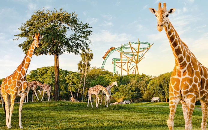 Giraffes grazing near a roller coaster at Busch Gardens, Tampa Bay.