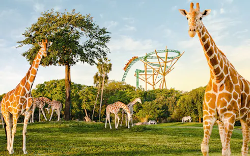Giraffes grazing near a roller coaster at Busch Gardens, Tampa Bay.
