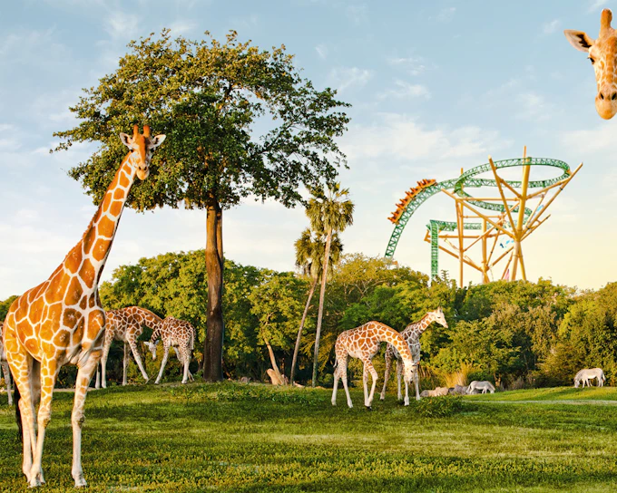 Busch Gardens Tampa Bay 3-Park Tickets