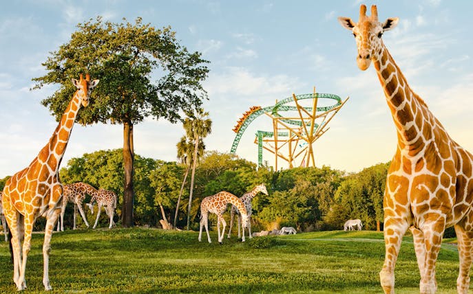 Giraffes grazing near a roller coaster at Busch Gardens, Tampa Bay.