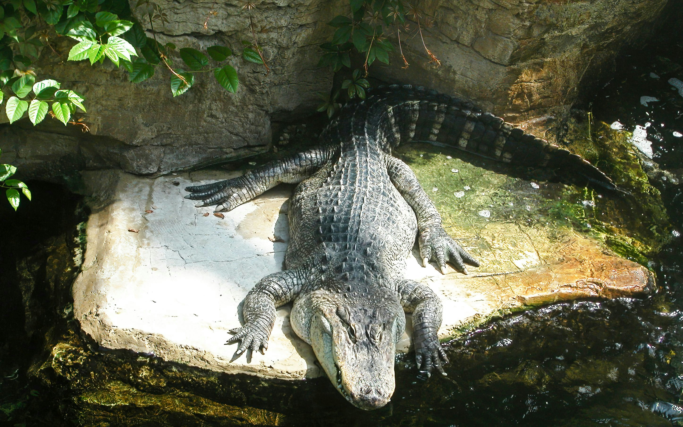 Crocodile resting on a rock at Oltremare Park.