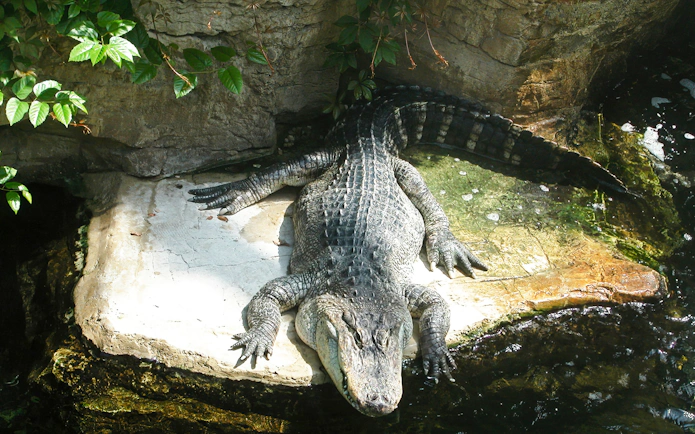 Crocodile resting on a rock at Oltremare Park.
