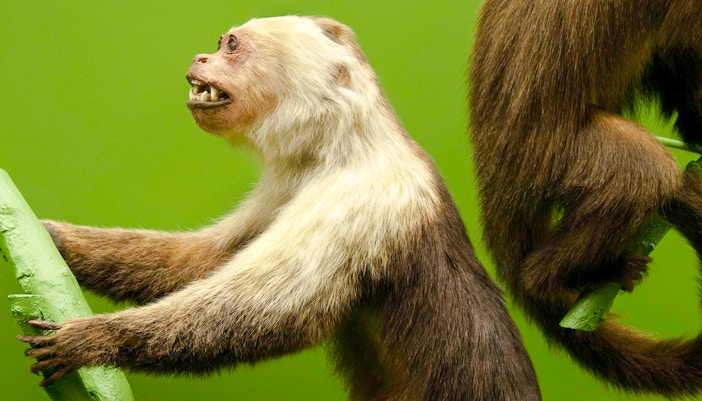 Hall of Primates exhibit at American Museum of Natural History featuring diverse primate species displays.