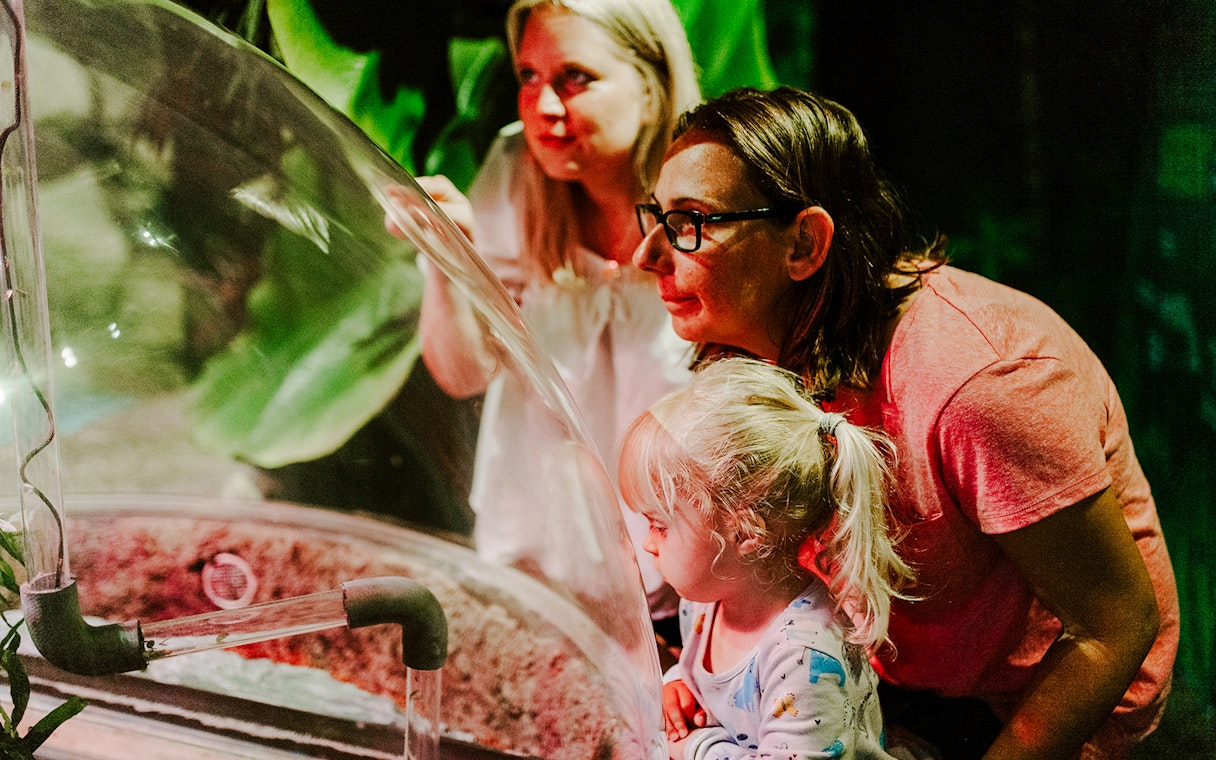 Guests observing marine life at SEA Life Brighton.