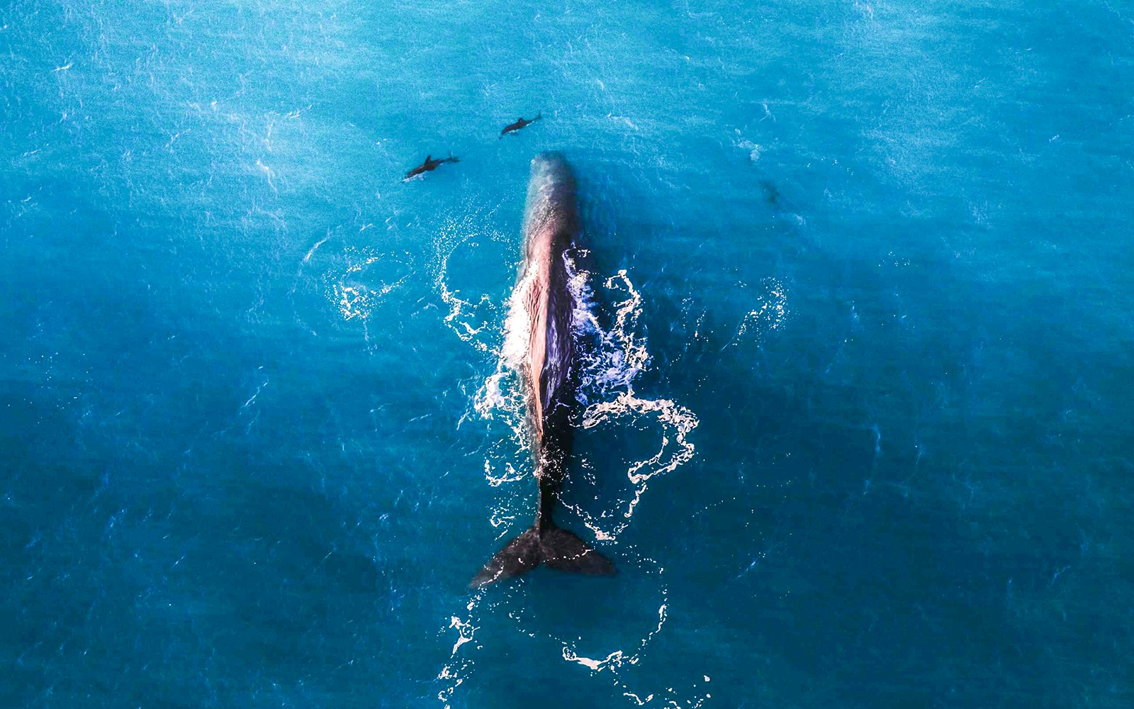 Sperm whales norway