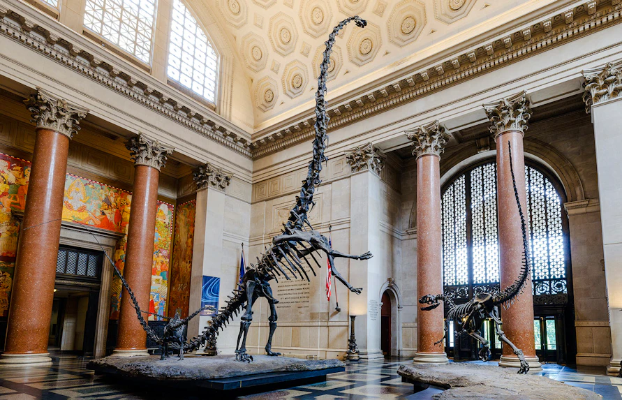 Dinosaur skeletons in Theodore Roosevelt Memorial Hall, American Museum of Natural History, New York City.