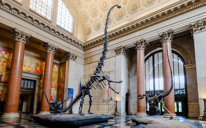 Dinosaur skeletons in Theodore Roosevelt Memorial Hall, American Museum of Natural History, New York City.