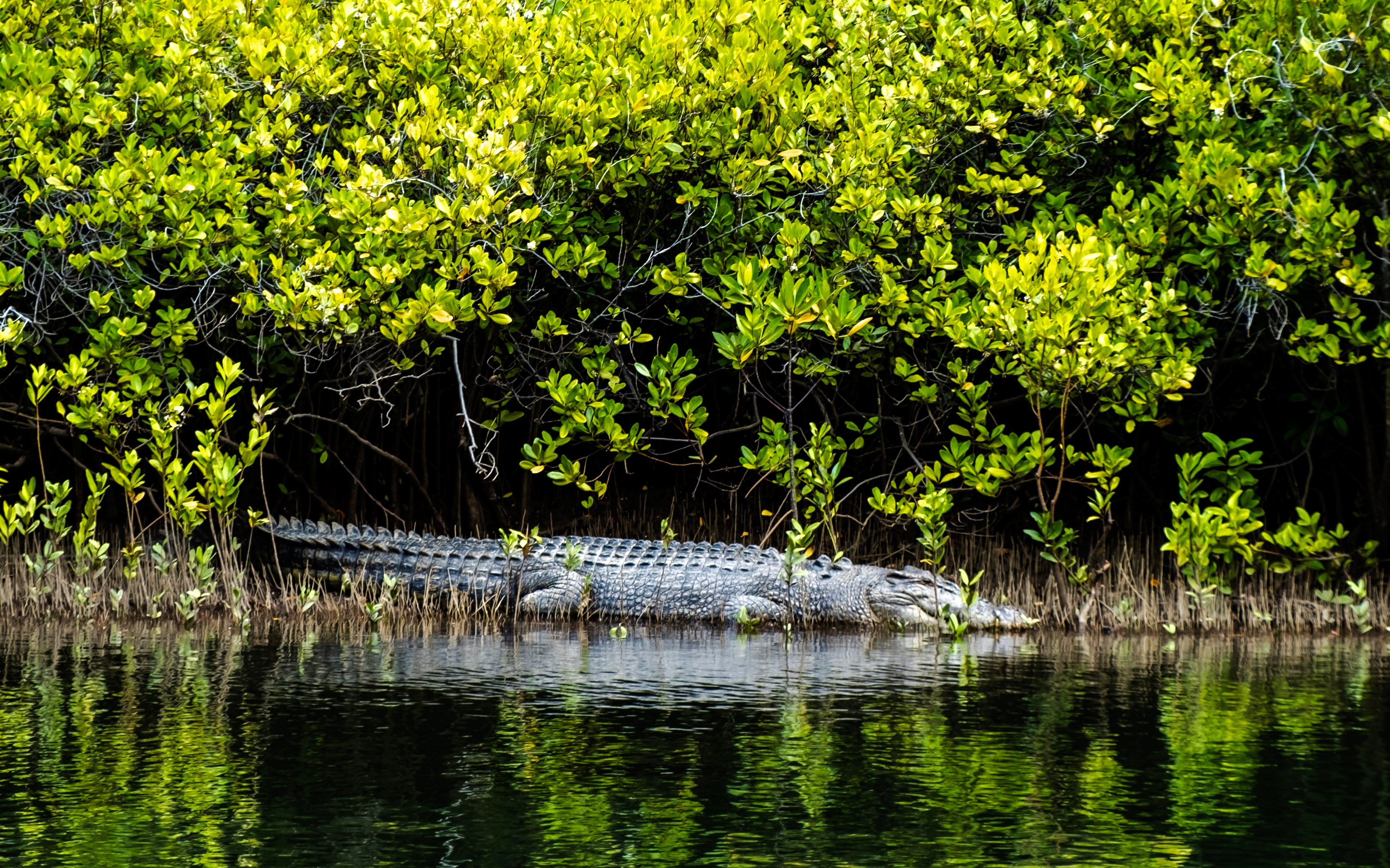 Saltwater crocodile resting by water in Daintree Rainforest.