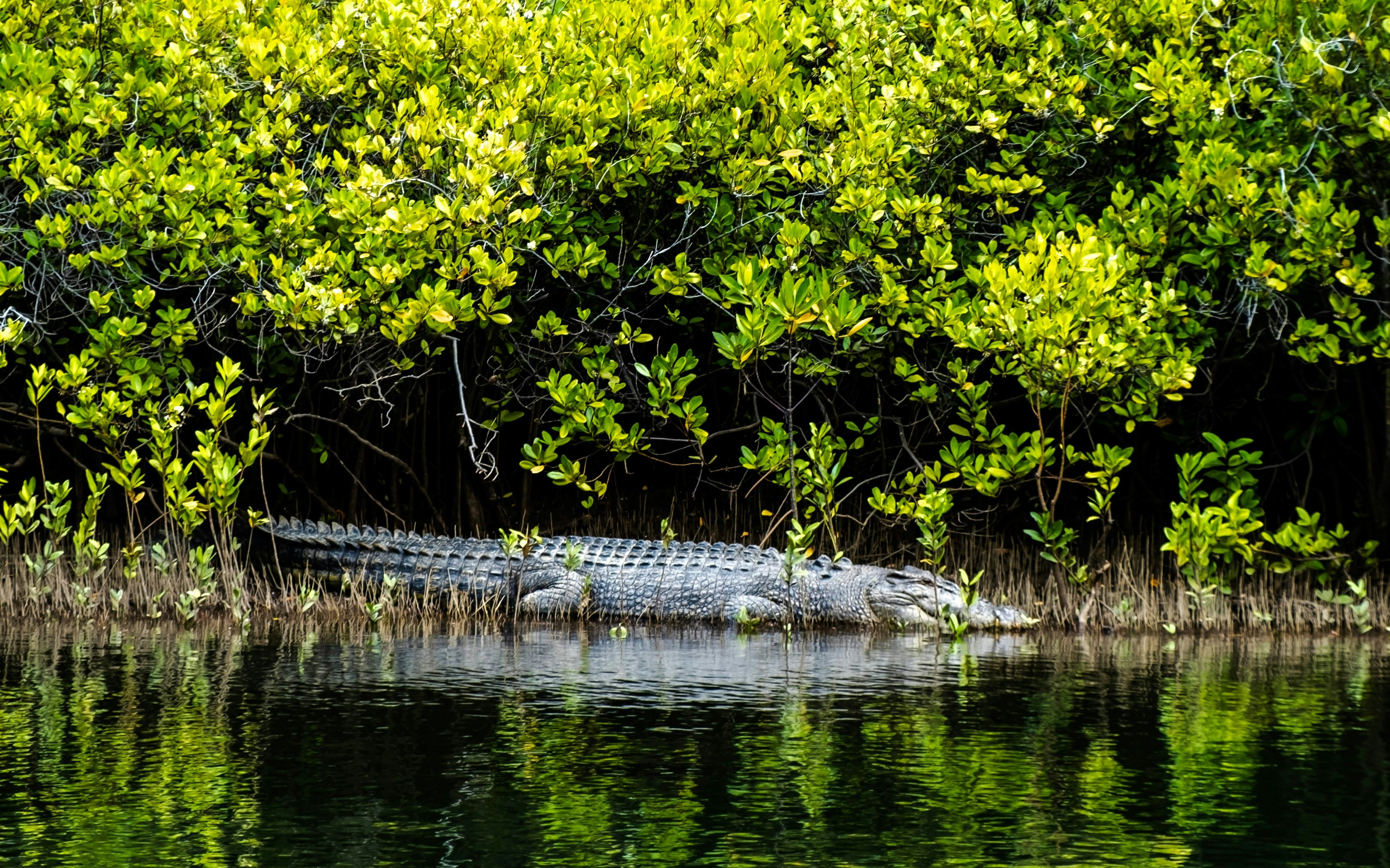 Saltwater crocodile resting by water in Daintree Rainforest.