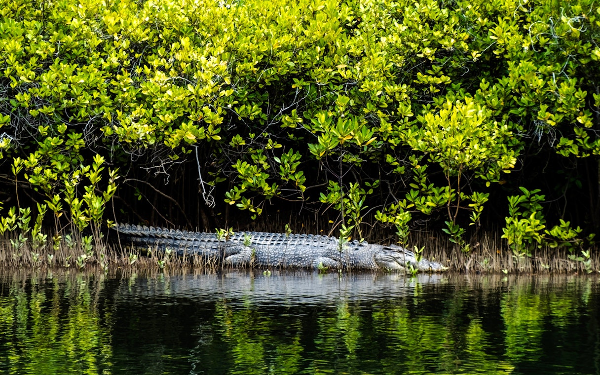 Saltwater crocodile resting by water in Daintree Rainforest.