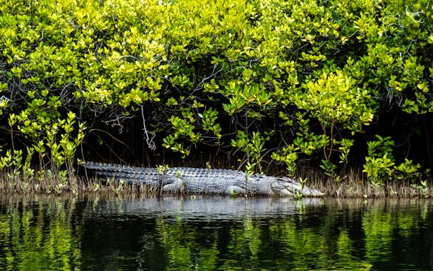 Saltwater crocodile resting by water in Daintree Rainforest.