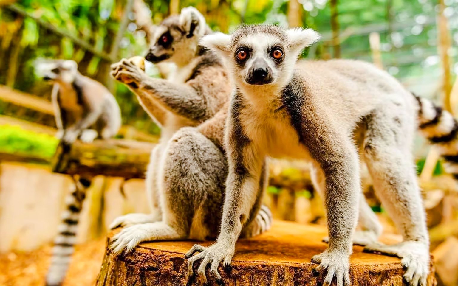 Ring-tailed lemurs on a log in Black River Gorges National Park, Mauritius.