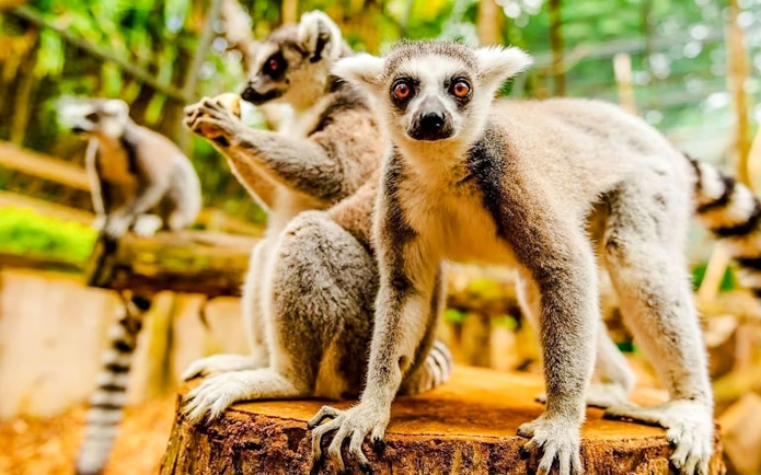 Ring-tailed lemurs on a log in Black River Gorges National Park, Mauritius.