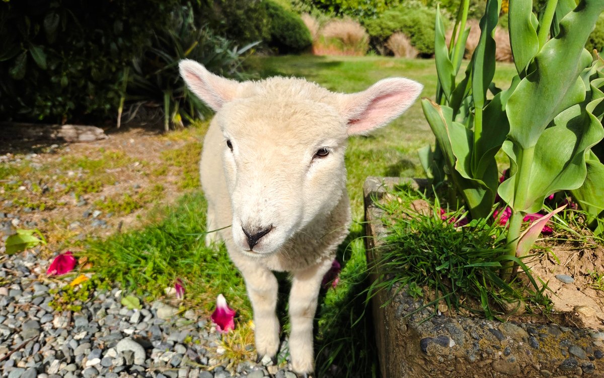 Young lamb standing near plants on a farm in Te Anau.