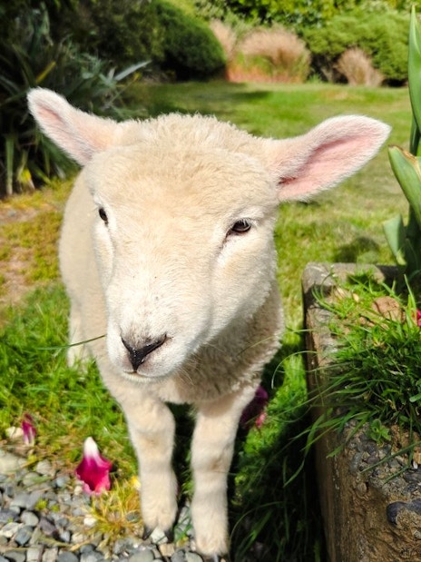 Young lamb standing near plants on a farm in Te Anau.