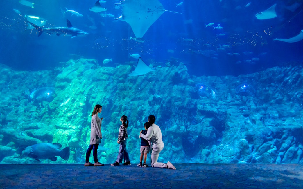 Visitors observing marine life at The Grand Aquarium, Ocean Park Theme Park.