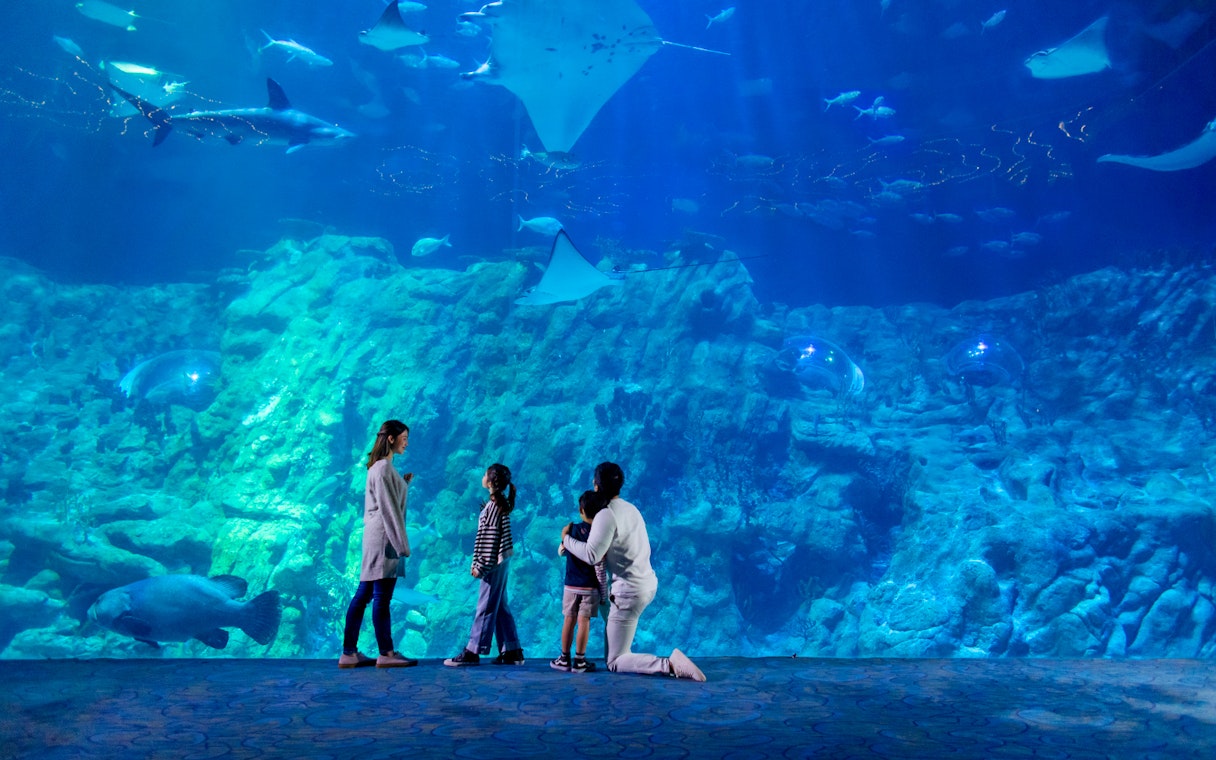 Visitors observing marine life at The Grand Aquarium, Ocean Park Theme Park.