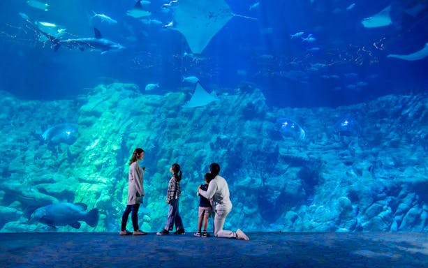 Visitors observing marine life at The Grand Aquarium, Ocean Park Theme Park.