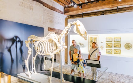 Family observing horse skeleton exhibit at Chateau of Chantilly museum.