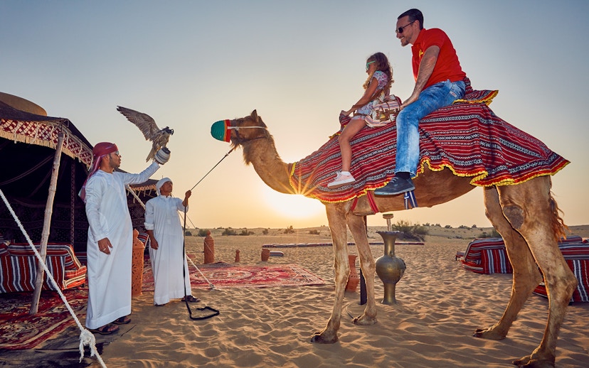 Camel ride at sunset during a desert safari in Dubai with falconry display.