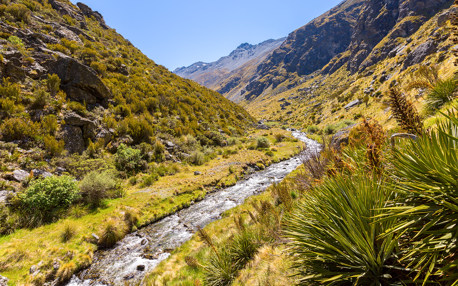 Wye Creek Track view of Milford Sound with lush greenery and mountain backdrop in Queenstown.